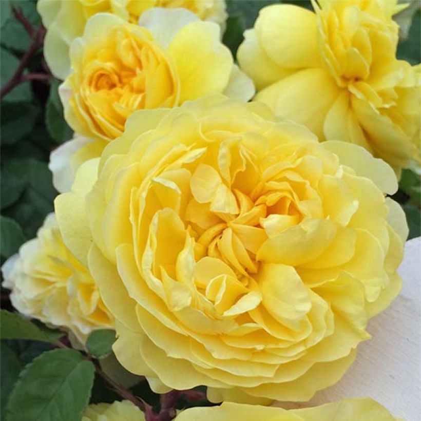 Rosier David Austin The Poet's Wife  (Flowering)