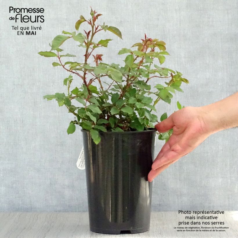 Example of Rosier David Austin The Poet's Wife  Pot de 4L/5L as you get in printemps