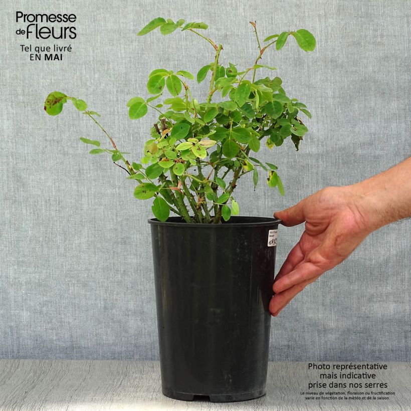 Spécimen de Rosier David Austin Thomas à Becket  Pot de 4L/5L tel que livré au printemps