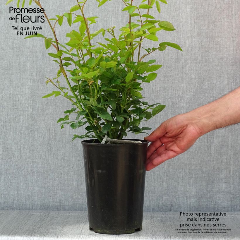 Example of Rosier David Austin Tottering-by-Gently  Pot de 4L/5L as you get in printemps