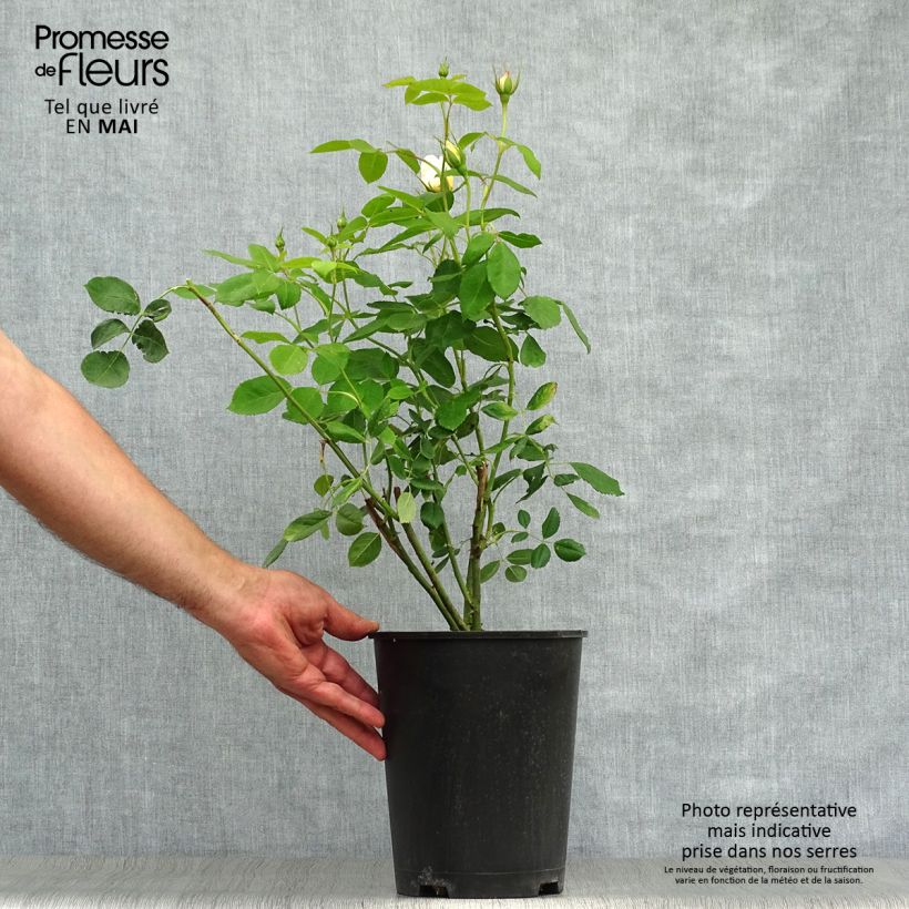 Example of Rosier David Austin Vanessa Bell Pot de 4L/5L as you get in printemps