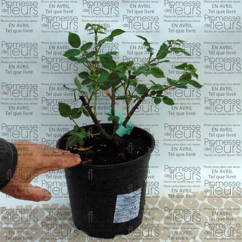 Example of Rosier David Austin William Morris Pot de 4L/5L as you get