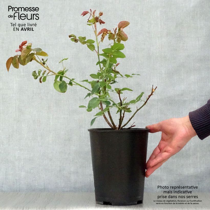 Spécimen de Rosier David Austin William Shakespeare 2000 Pot de 4L/5L tel que livré au printemps