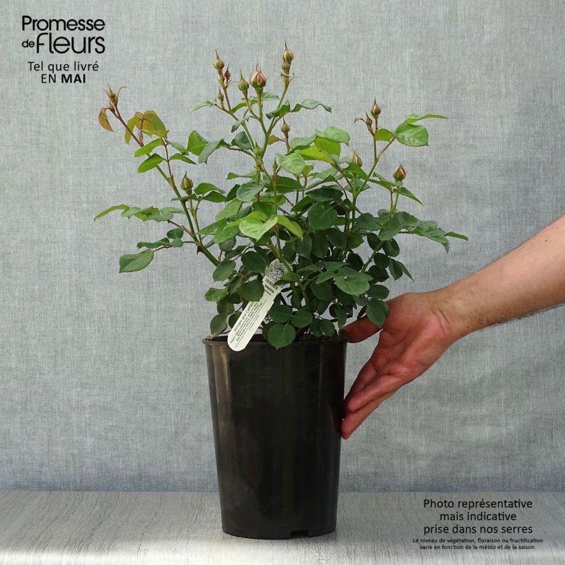 Spécimen de Rosier David Austin William and Catherine Pot de 4L/5L tel que livré au printemps