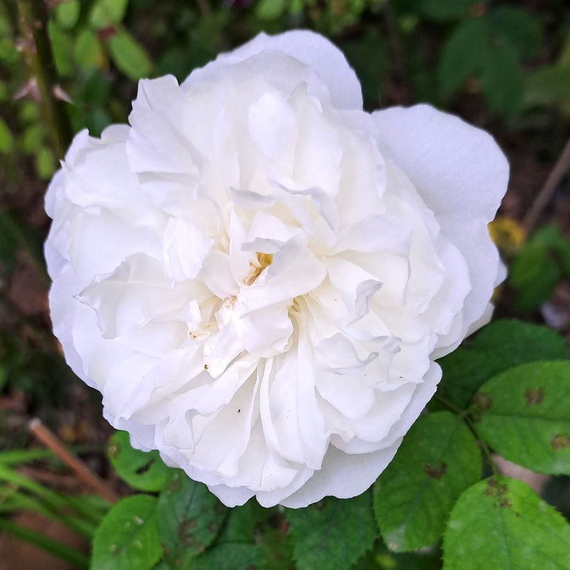 Rosier David Austin Winchester Cathedral  (Floraison)