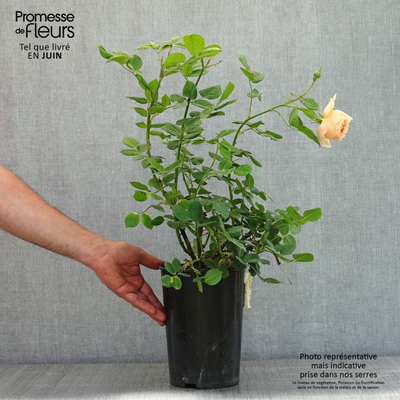 Example of Rosier David Austin Wollerton Old Hall Pot de 4L/5L as you get in printemps