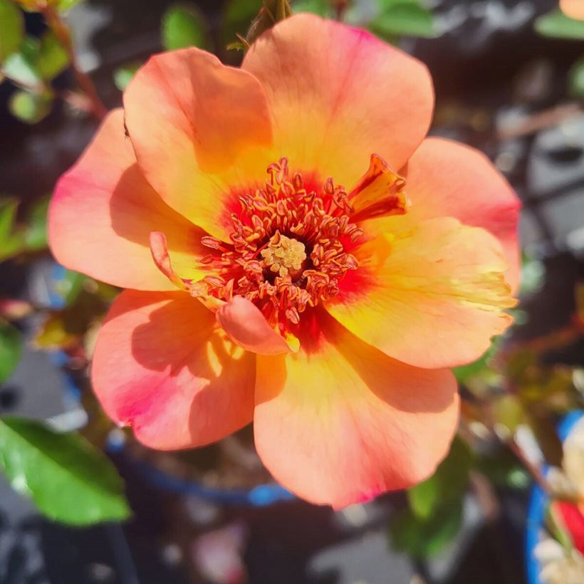 Rosier Decorosier Baia (Flowering)