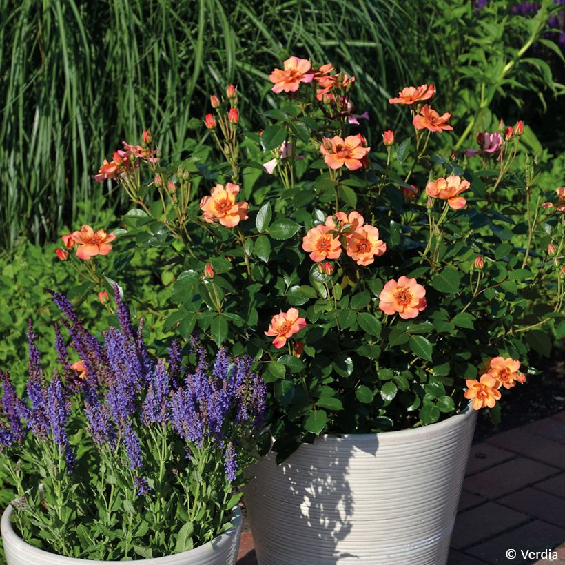 Rosier Decorosier Baia (Plant habit)