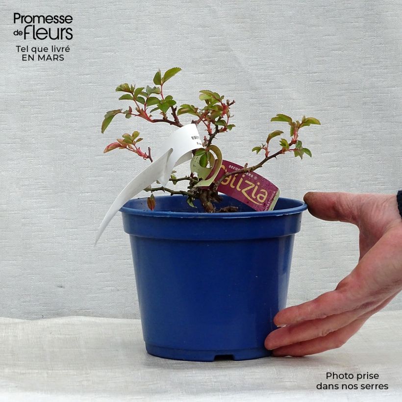 Example of Rosier Décorosiers Calizia Pot de 2L/3L as you get in printemps