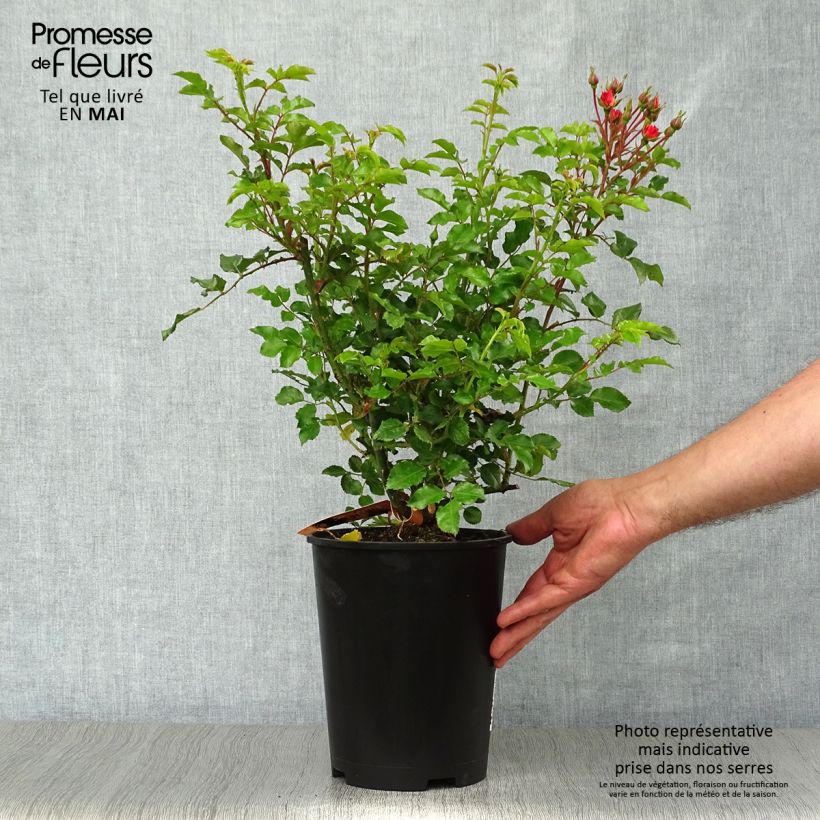 Example of Rosier Décorosiers Calizia Pot de 4L/5L as you get in printemps