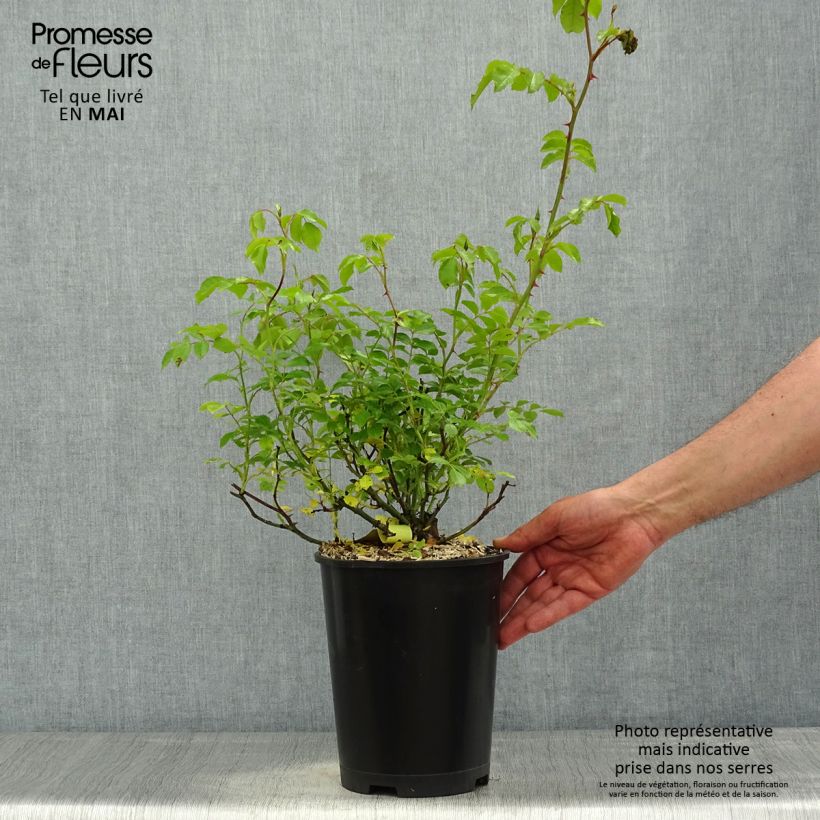Example of Rosier Décorosiers Celina Pot de 4L/5L as you get in printemps