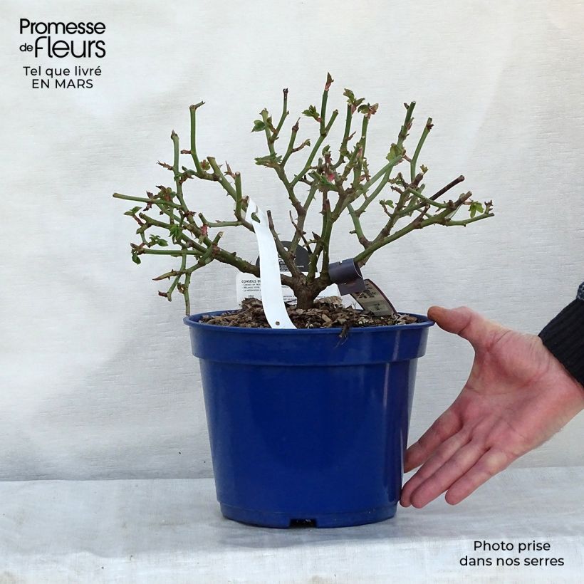 Spécimen de Rosier Décorosiers Pink Voluptia Pot de 2L/3L tel que livré en hiver