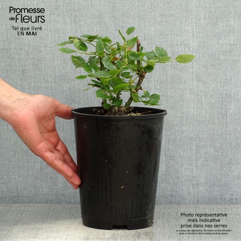 Example of Rosier Décorosiers Pink Voluptia Pot de 4L/5L as you get in printemps