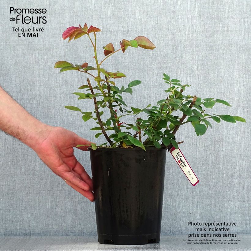 Spécimen de Rosier Décorosiers Purple Voluptia Pot de 4L/5L tel que livré au printemps