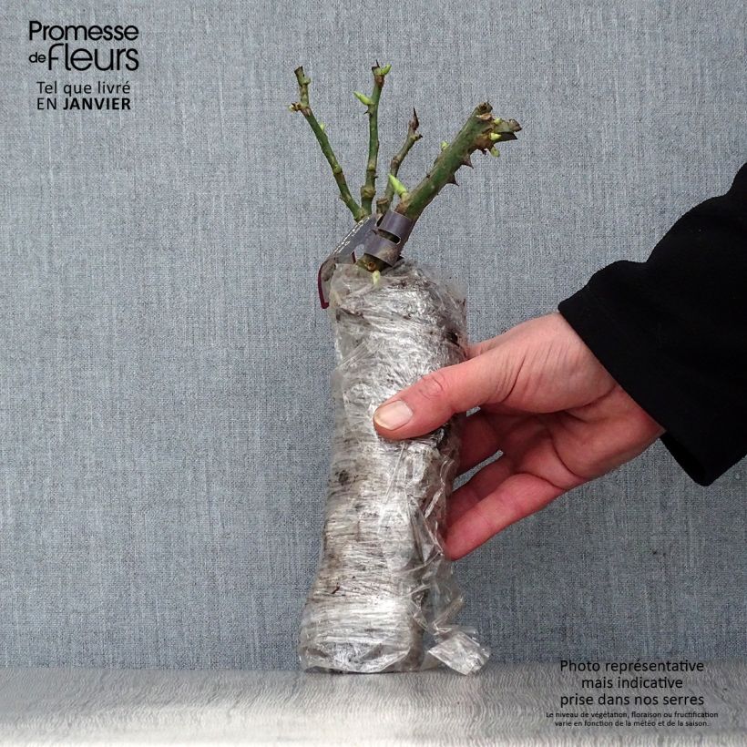 Example of Rosier Décorosiers Vesuvia Racines nues en motte as you get in hiver