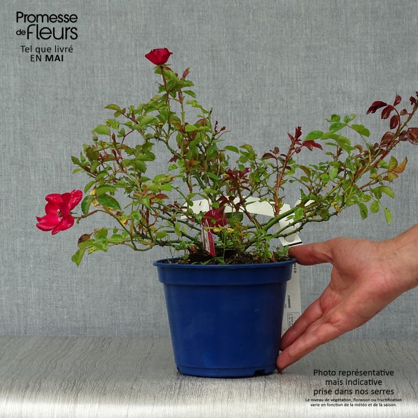 Example of Rosier Décorosiers Vesuvia Pot de 2L/3L as you get in printemps