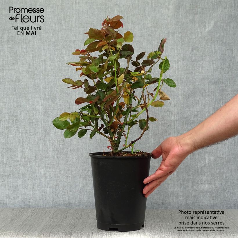 Example of Rosier Dominica Intercomdoor - Buisson à grande fleurs Pot de 4L/5L as you get in printemps