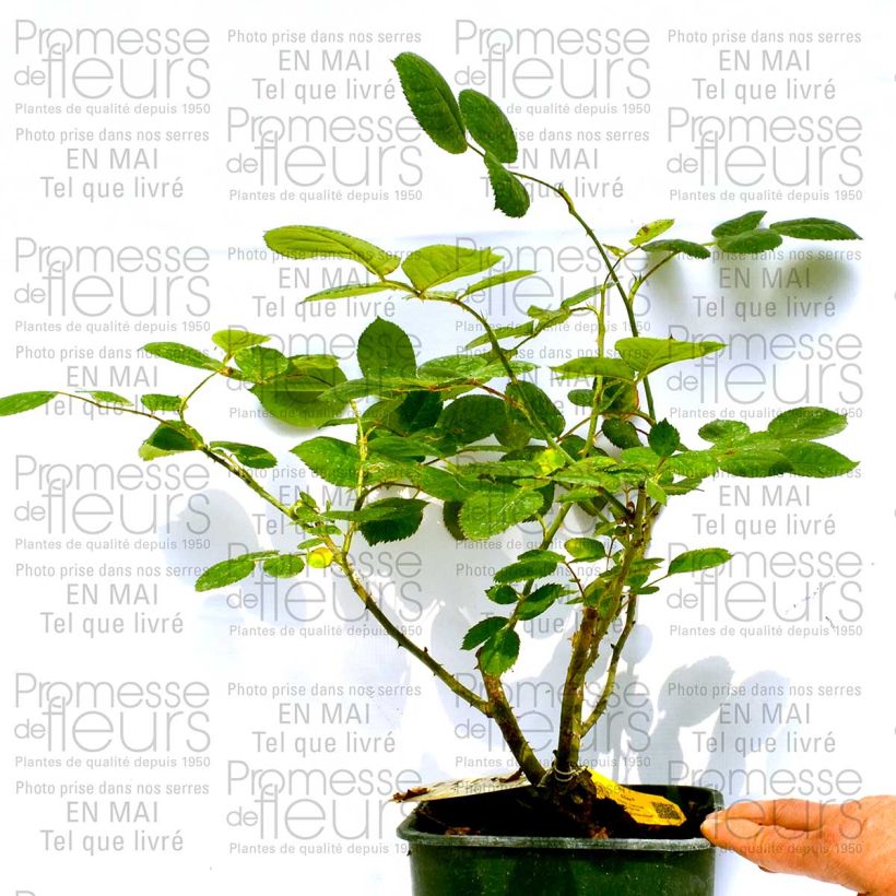 Example of Rosier à grandes fleurs Eliza Pot de 4L/5L as you get