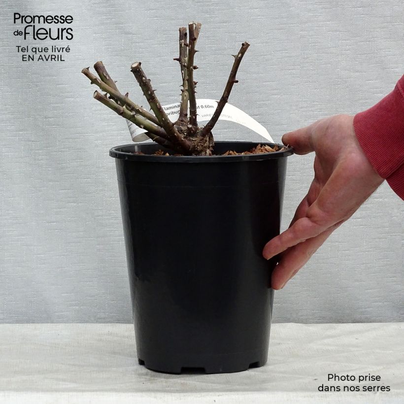 Example of Rosier Flamina - Rosier buisson à fleurs groupées Pot de 4L/5L as you get in printemps