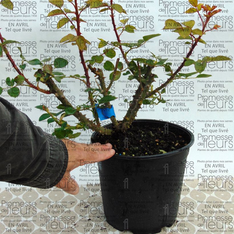 Exemple de spécimen de Rosier Generosa Bruno Perpoint Pot de 4L/5L tel que livré