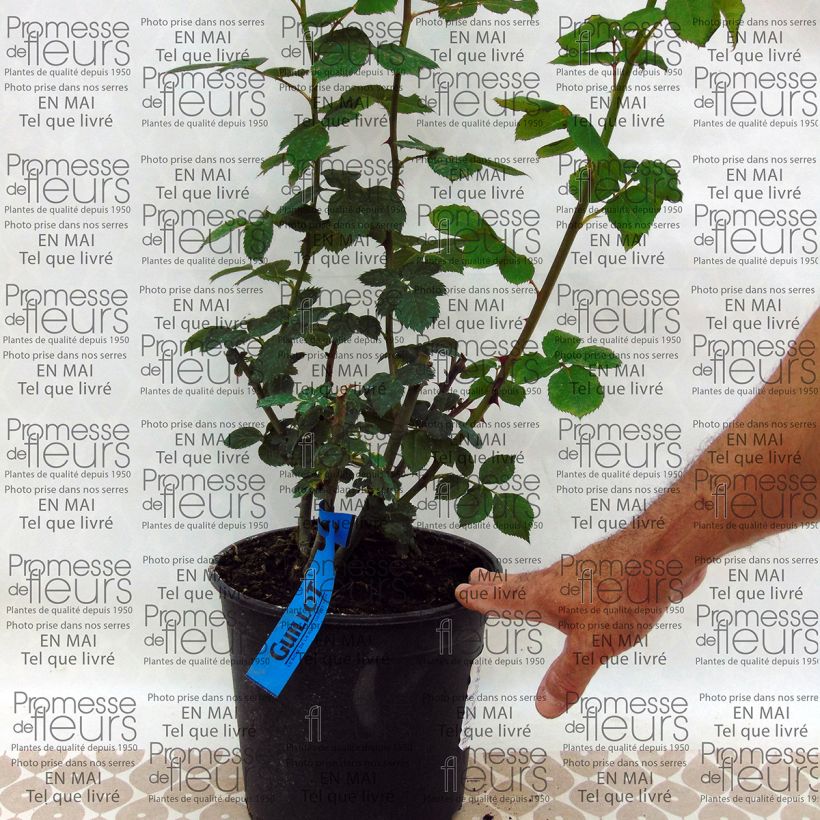 Exemple de spécimen de Rosier Generosa Charles de Nervaux Pot de 4L/5L tel que livré