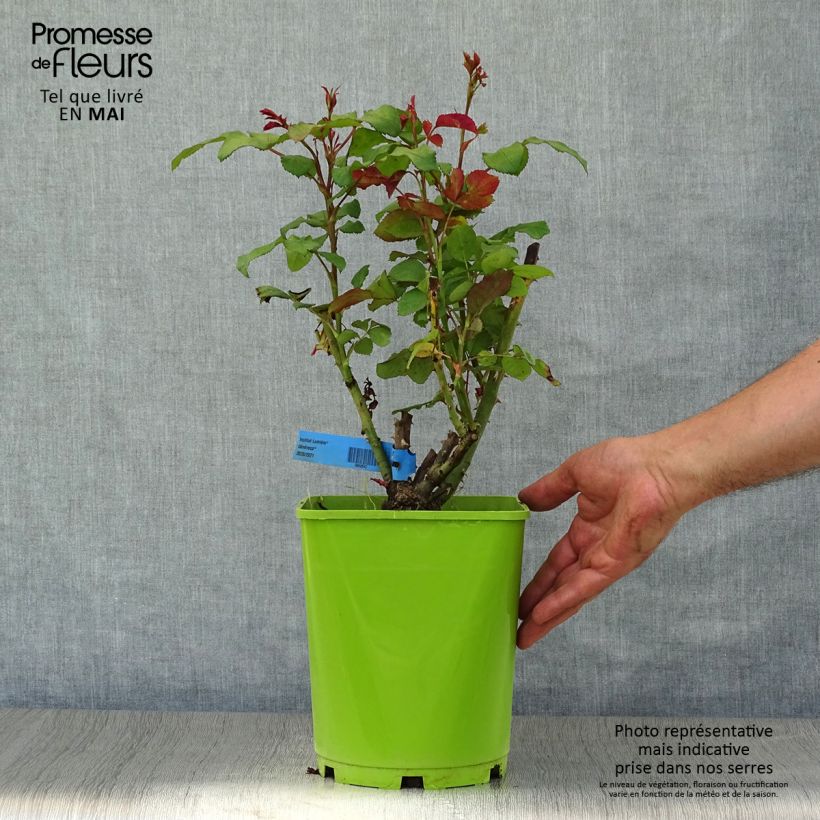 Example of Rosier Generosa Institut Lumière Pot de 4L/5L as you get in printemps