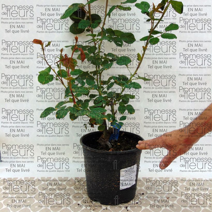 Example of Rosier Generosa Morabito Pot de 4L/5L as you get