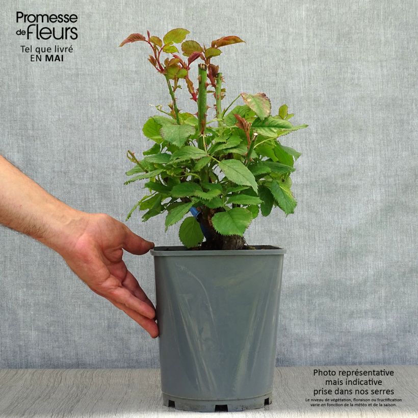 Example of Rosier Generosa Paul Bocuse Pot de 4L/5L as you get in printemps