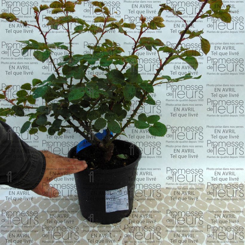 Exemple de spécimen de Rosier Generosa Rosomane Janon Pot de 4L/5L tel que livré