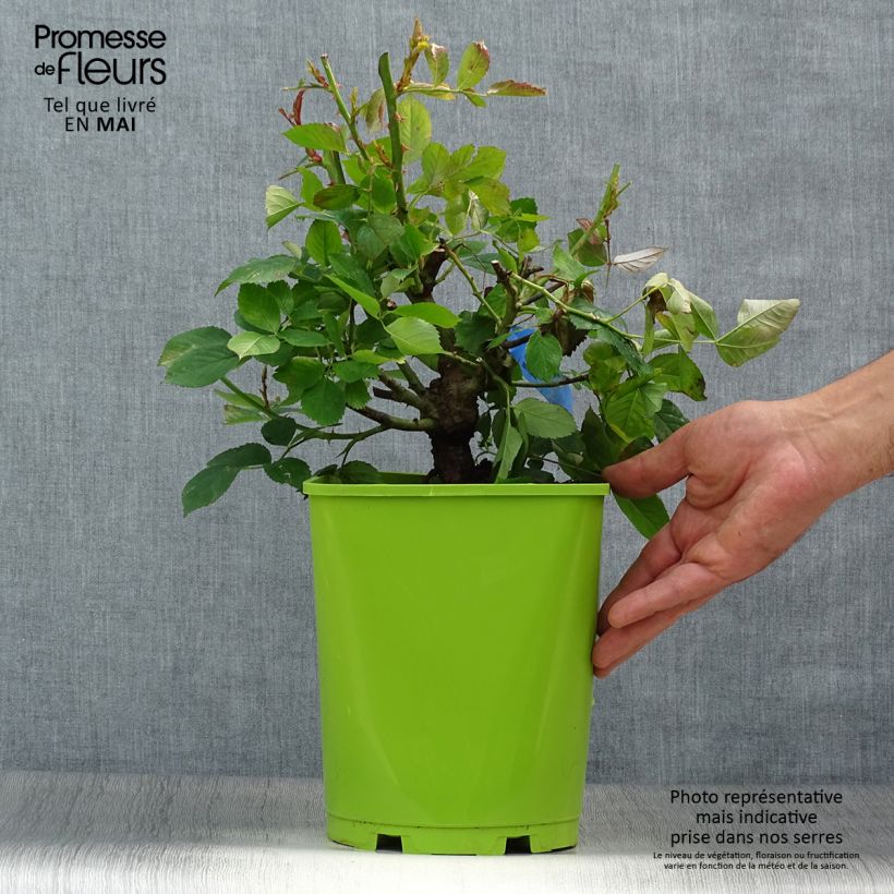 Example of Rosier Generosa William Christie Pot de 4L/5L as you get in printemps