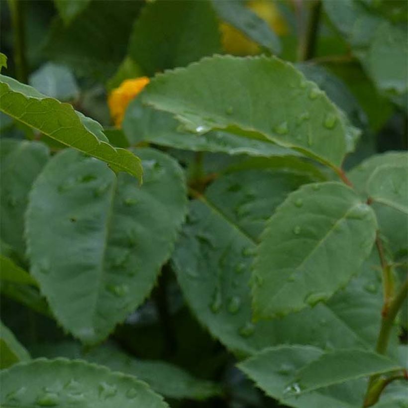 Rosier grimpant Golden Gate (Foliage)