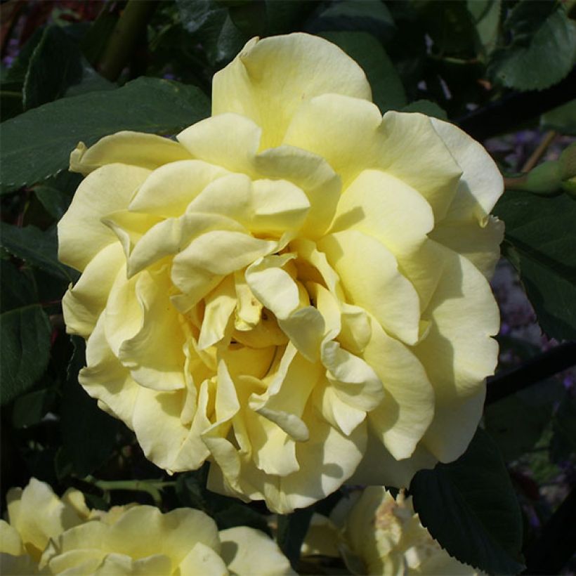 Rosier grimpant Golden Gate (Flowering)