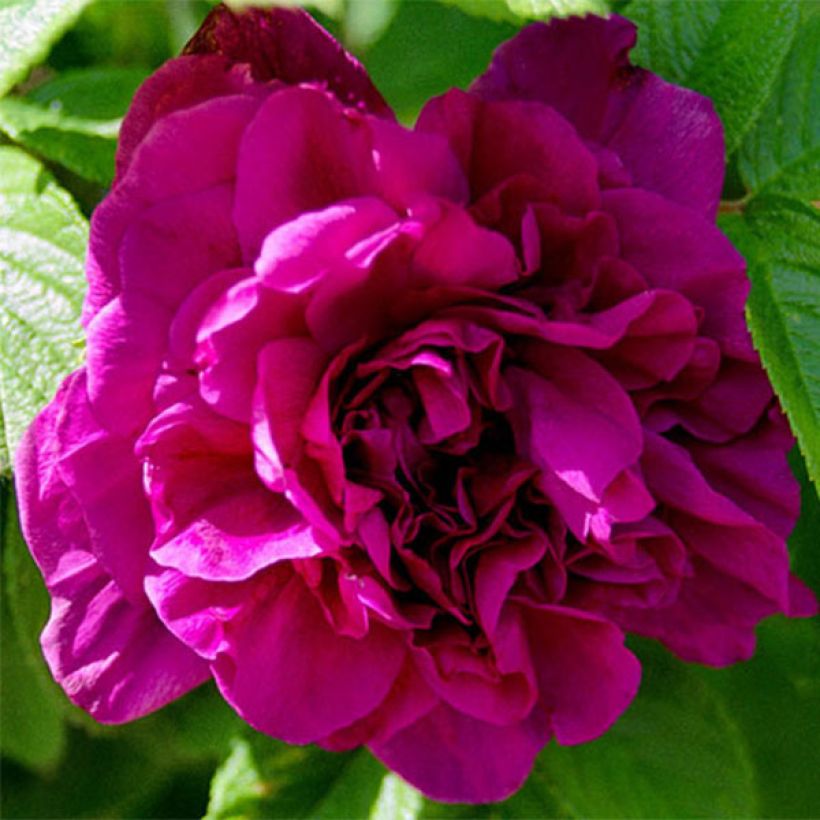 Rosier rugosa Hansa (Flowering)