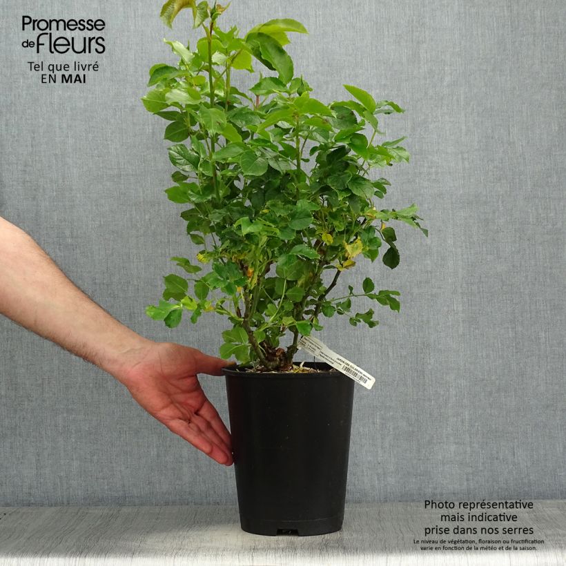 Example of Rosier Jardin des Tuileries - Rosier buisson à fleurs groupées Pot de 3L/4L as you get in printemps