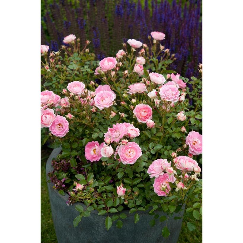 Rosier nain Lilliputs  Flirt 2011 (Plant habit)