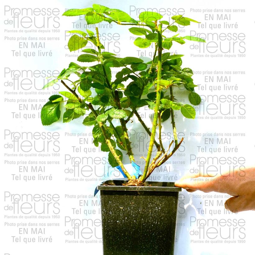 Example of Rosier Generosa Maison Francaise Pot de 4L/5L as you get