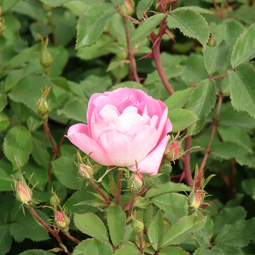 Rosier Meillandecor Pink Chantilly Meilevire (Flowering)
