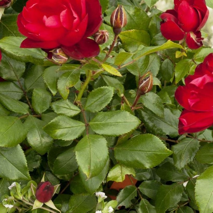 Rosier Patio Rose Milano (Feuillage)