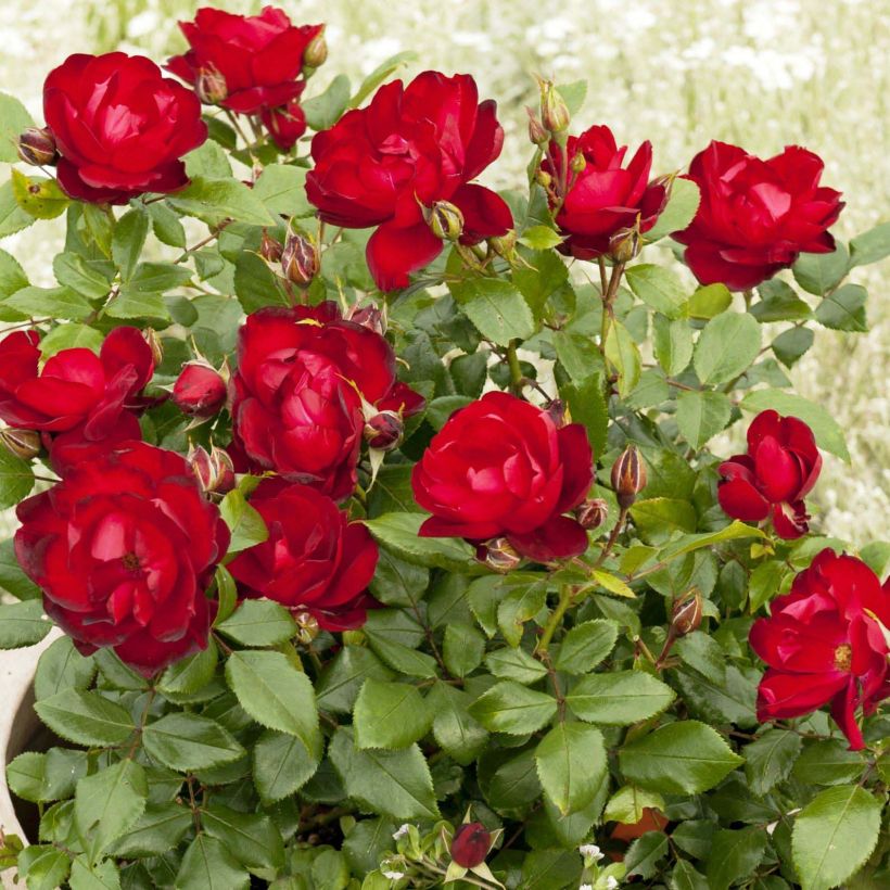 Rosier Patio Rose Milano (Floraison)