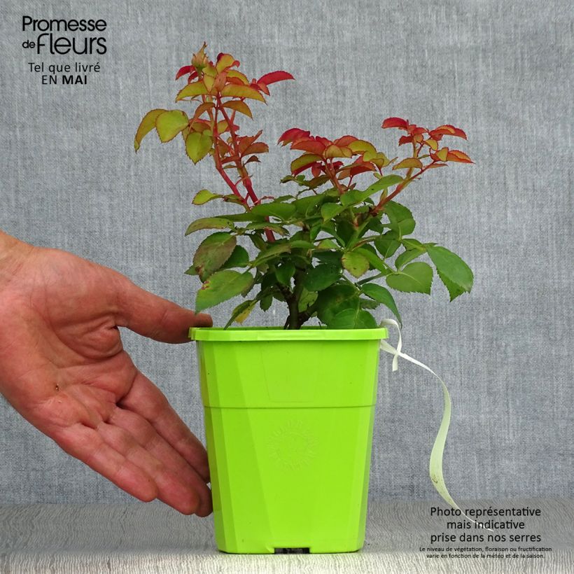 Spécimen de Rosier Parfuma Baronne Caroline Pot de 4L/5L tel que livré au printemps