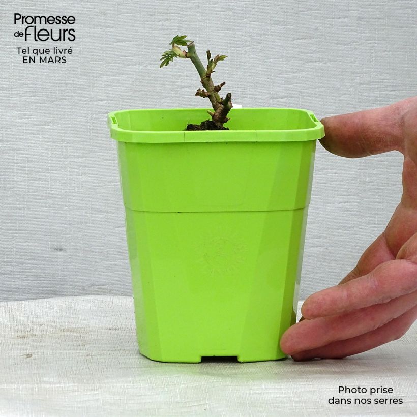 Example of Rosier Parfuma Catherine de Medicis Pot de 3L/4L as you get in printemps