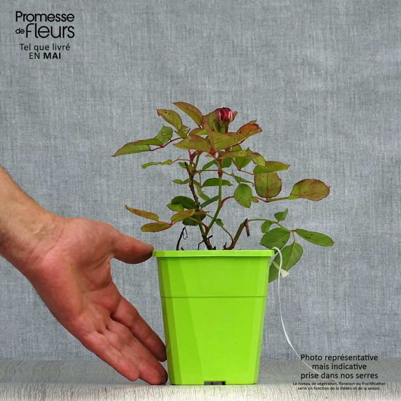 Example of Rosier Parfuma Comtesse Marie Henriette / Mme de Maintenon  Pot de 4L/5L as you get in printemps