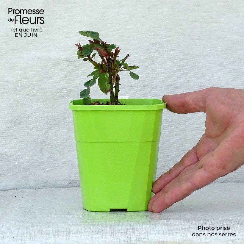 Example of Rosier Parfuma Constance Mozart / La Belle Ferronnière Pot de 1,5L/2L as you get in ete