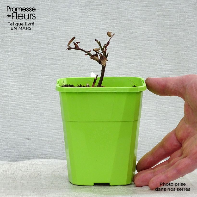 Example of Rosier Parfuma Grande Duchesse Louise Pot de 4L/5L as you get in printemps