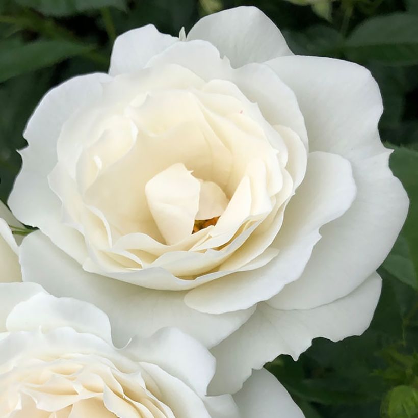 Rosier Patio Rose Baby Iceberg (Flowering)