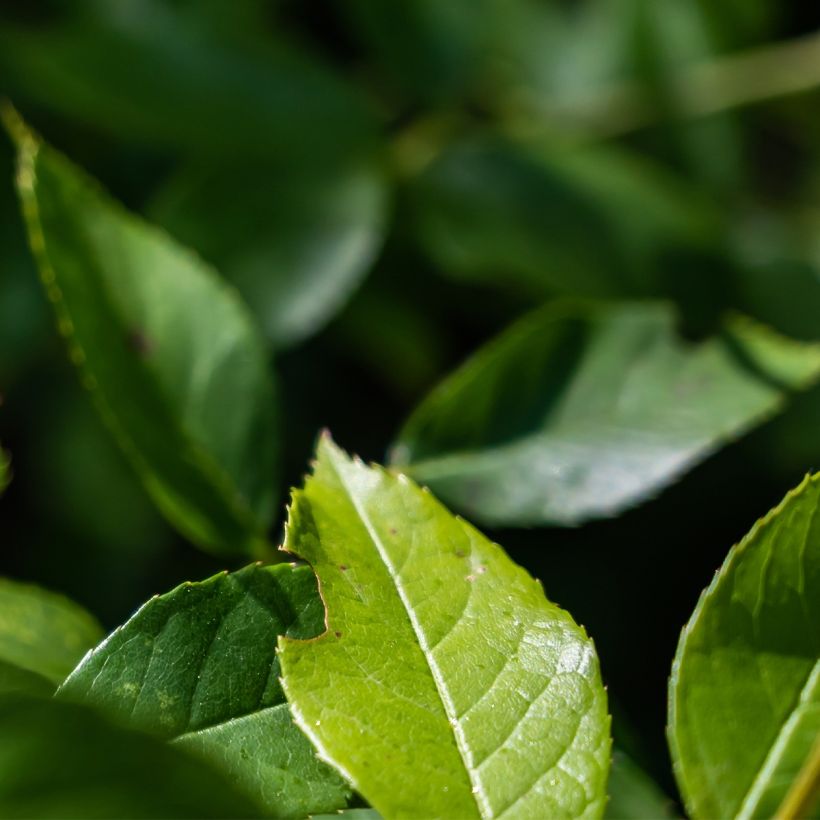 Rosier Patio Rose Baby Iceberg (Foliage)