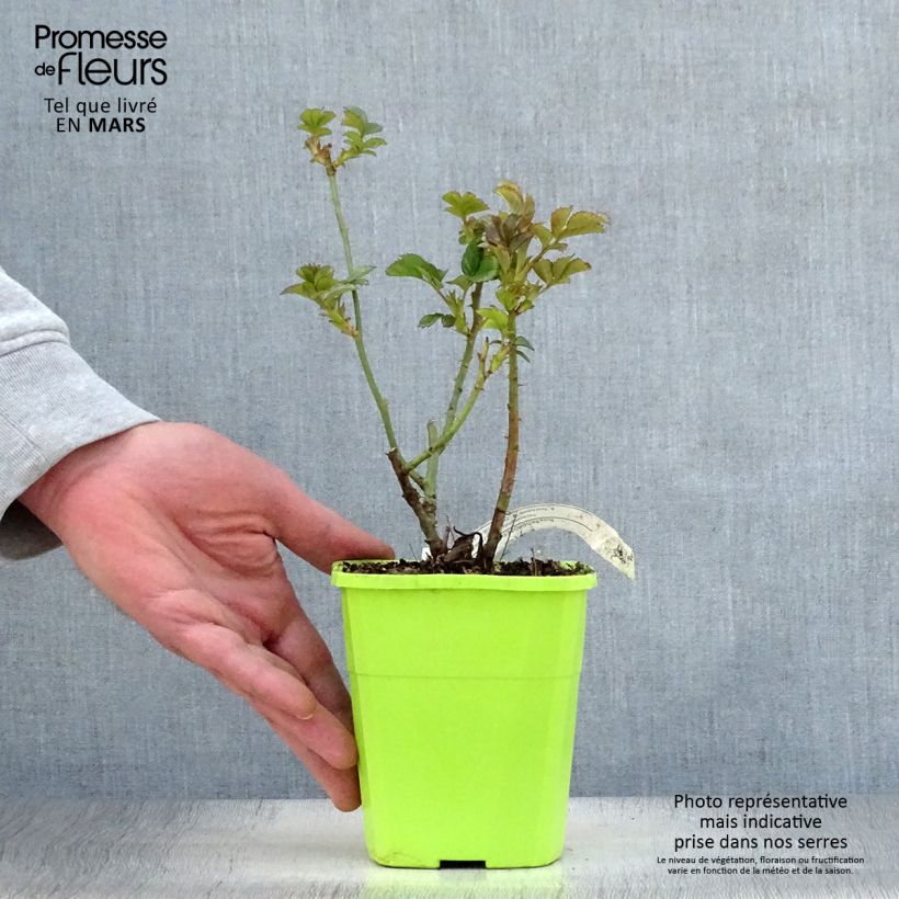 Example of Rosier Patio Rose Cherry Girl Pot de 1,5L/2L as you get in printemps