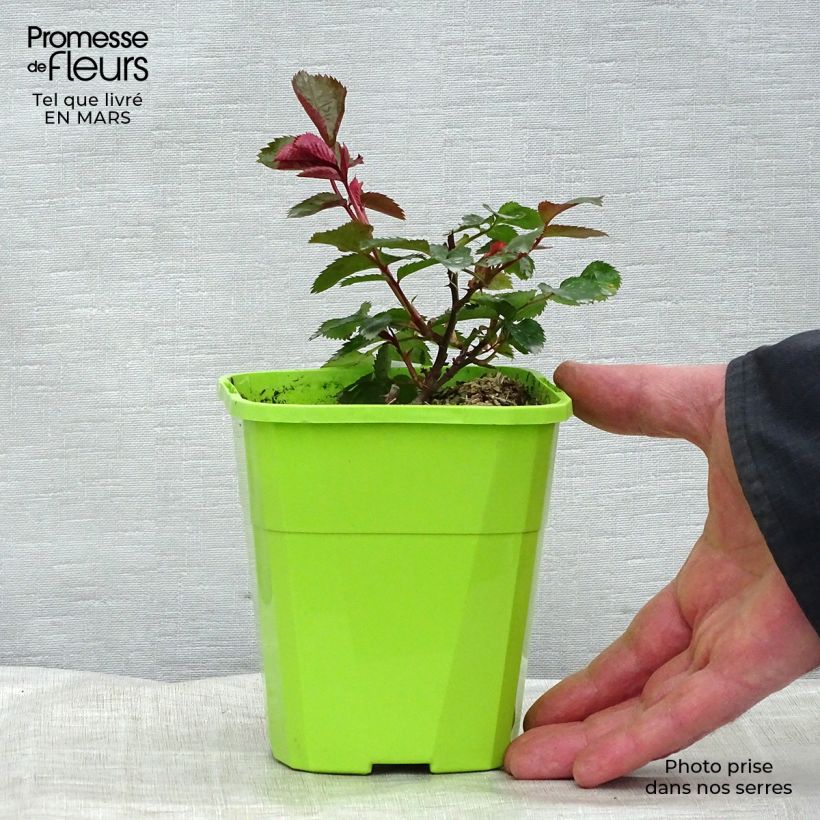 Example of Rosier Patio Rose Impala Pot de 3L/4L as you get in printemps