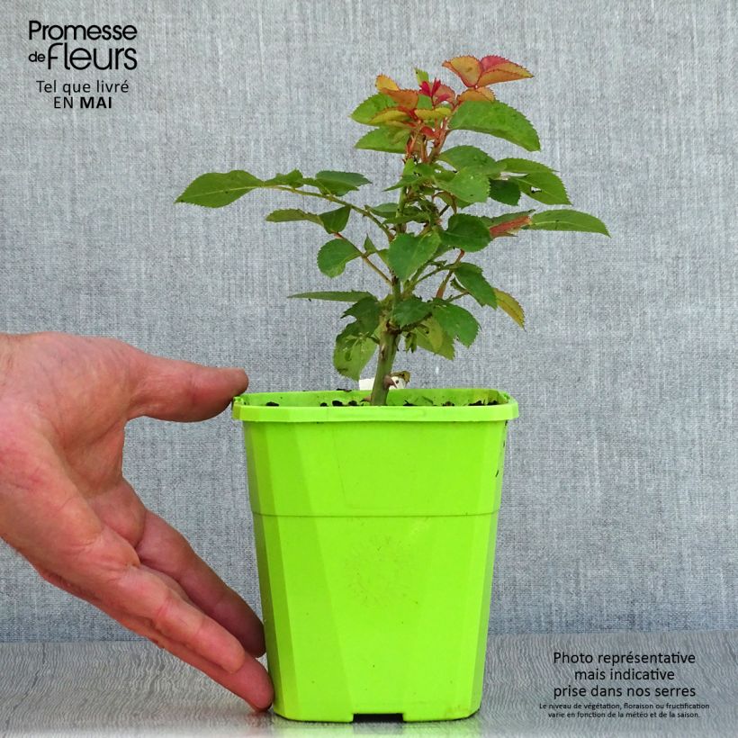 Example of Rosier Patio Rose Xenia Pot de 3L/4L as you get in printemps