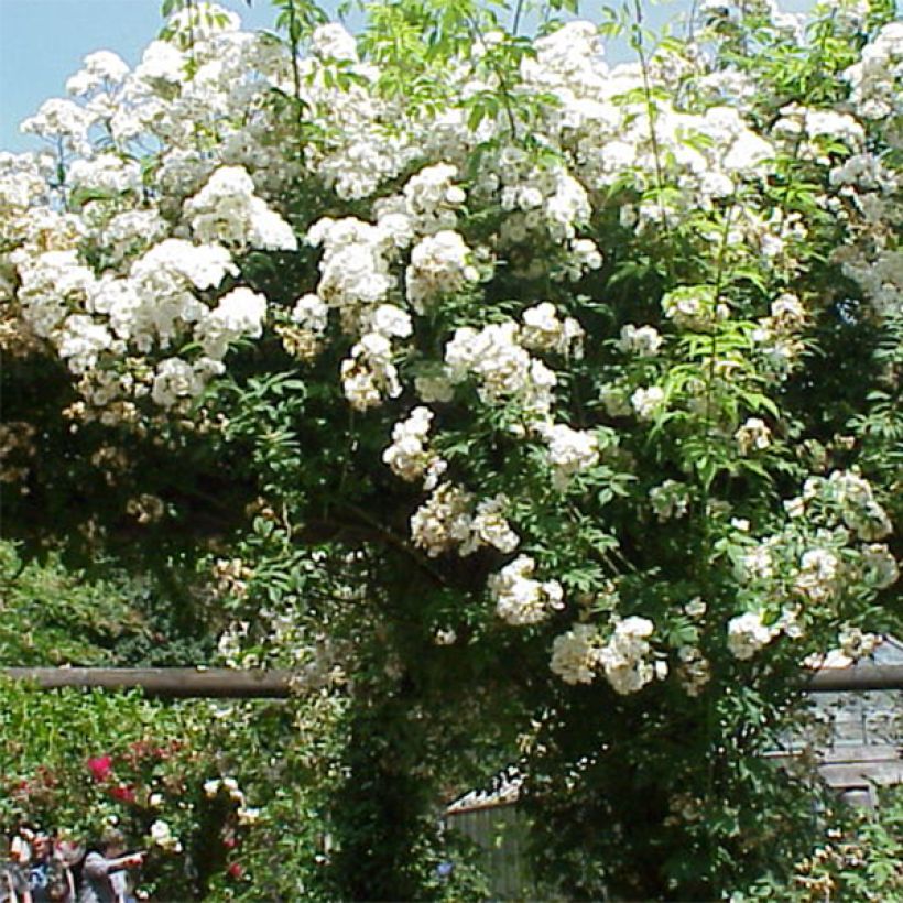 Rosier liane Rambling Rector (Flowering)